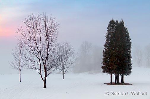 Trees In Fog_05936-7.jpg - Photographed along the Rideau Canal Waterway near Smiths Falls, Ontario, Canada.